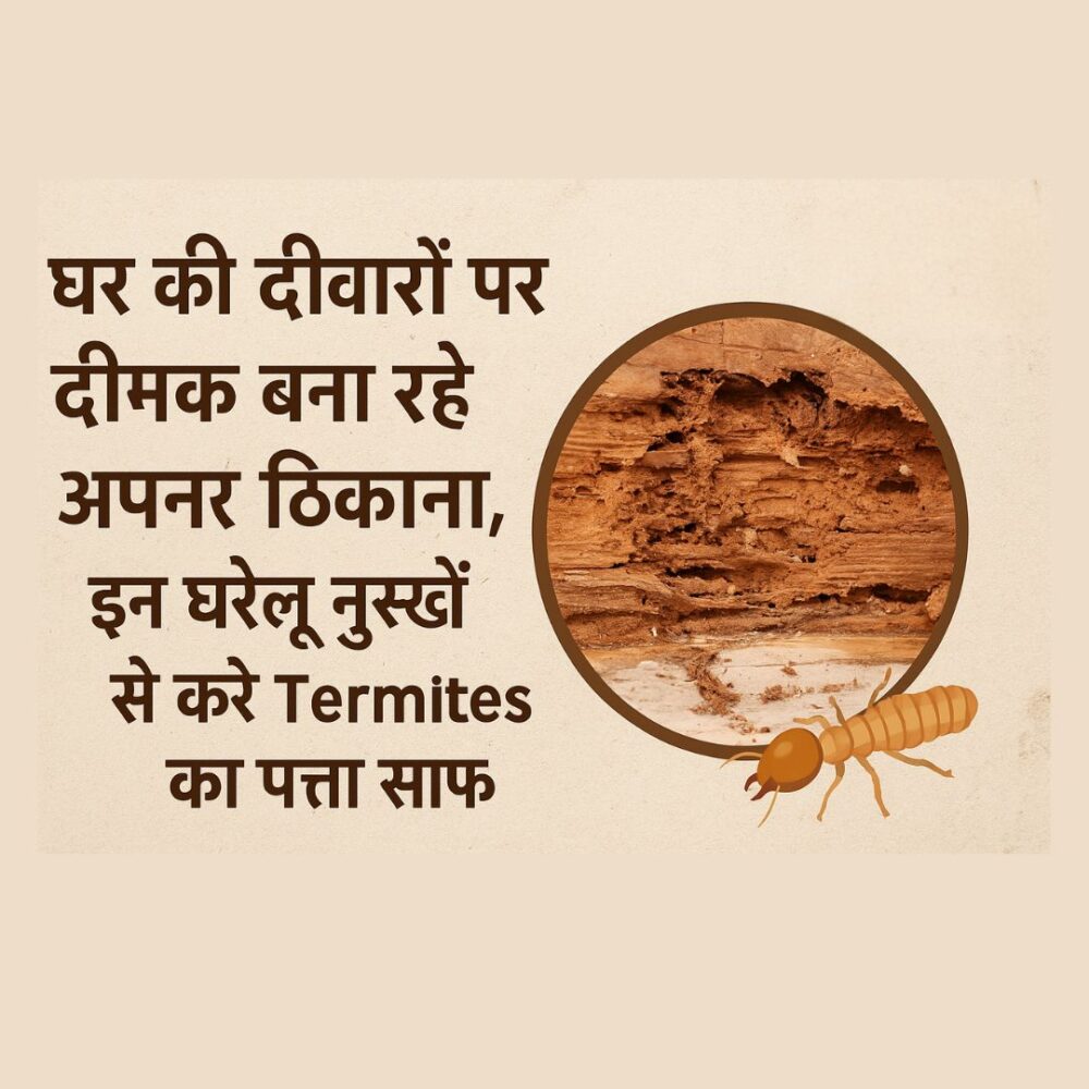 अपने घर को दीमकों से बचाने के लिए, घरेलू नुस्खों का उपयोग करके दीमकों को पहचानें और हटाएं। इस ब्लॉग में आपको मिलेंगे सरल और प्रभावी तरीके।
