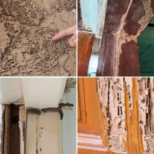 Types of termites_related to termite treatment