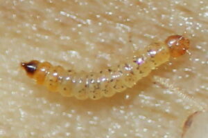 Termite Larvae