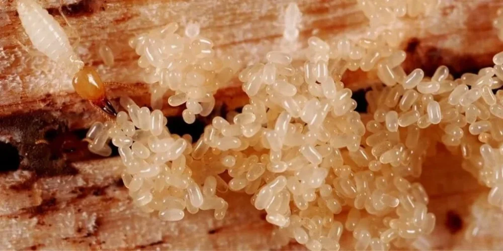 Facts About termites