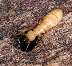 termites Nymph