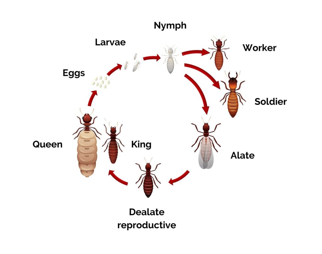 termite lifecycle