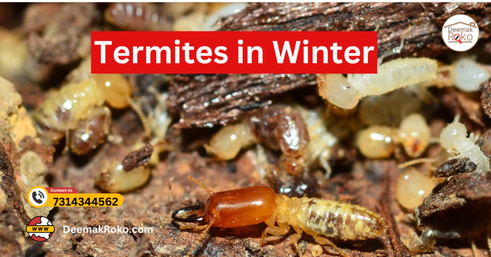 Termites in Winter