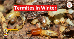 Termites in Winter