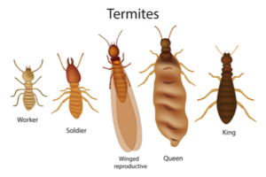 what do termites look like