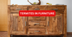 Termites in Furniture: Risks and Protection