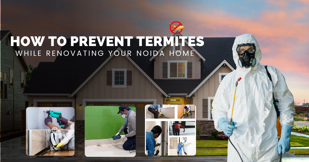 Prevent Termites While Renovating