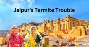 Jaipur’s Termite Trouble