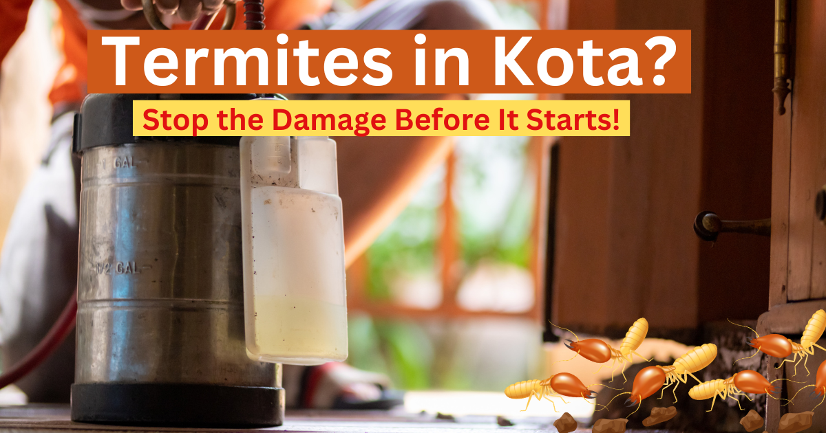 Termites in Kota