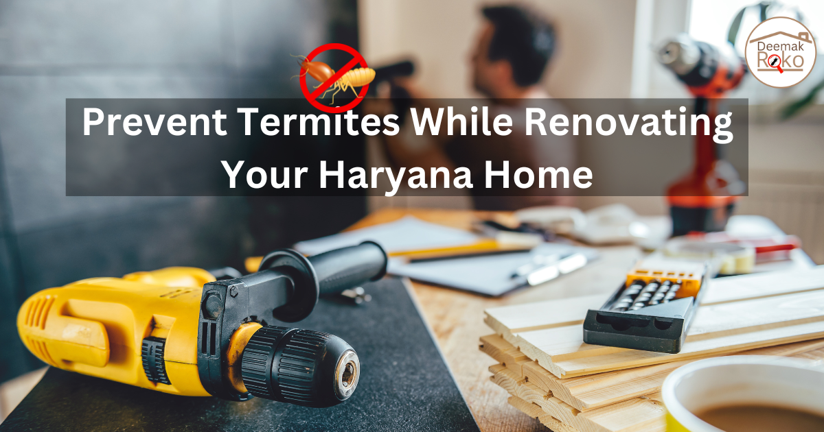 Prevent Termites While Renovating Your Haryana Home