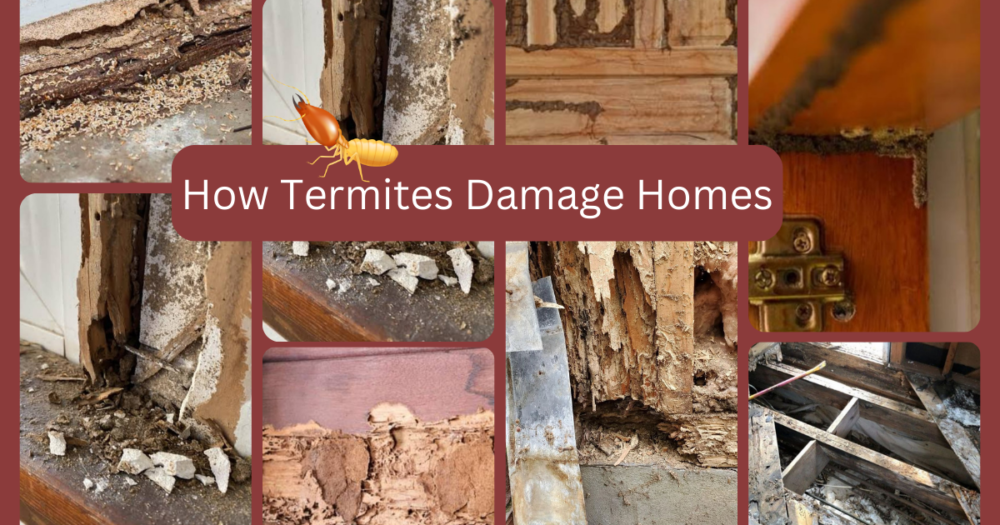 How Termites Damage Homes