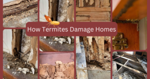 How Termites Damage Homes
