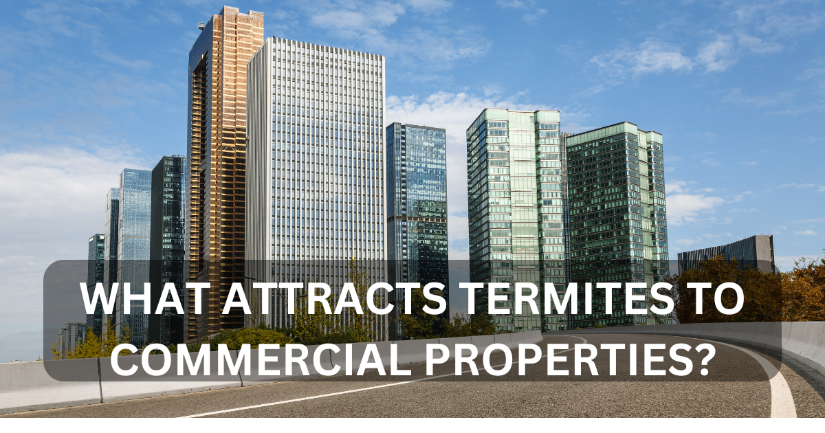 what attracts termites to commercial properties