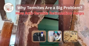 Termite Control: Why Termites Are a Big Problem & How Anti-Termite Reticulation Helps