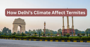 How Delhi’s Climate Affect Termites