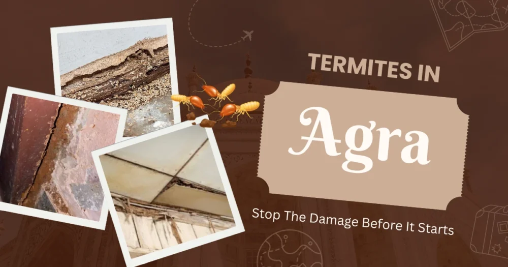Termites in Agra