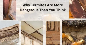 Why Termites Are More Dangerous Than You Think