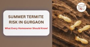 Summer Termite Risk in Gurgaon: What Every Homeowner Should Know!