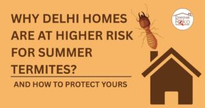 summer termites