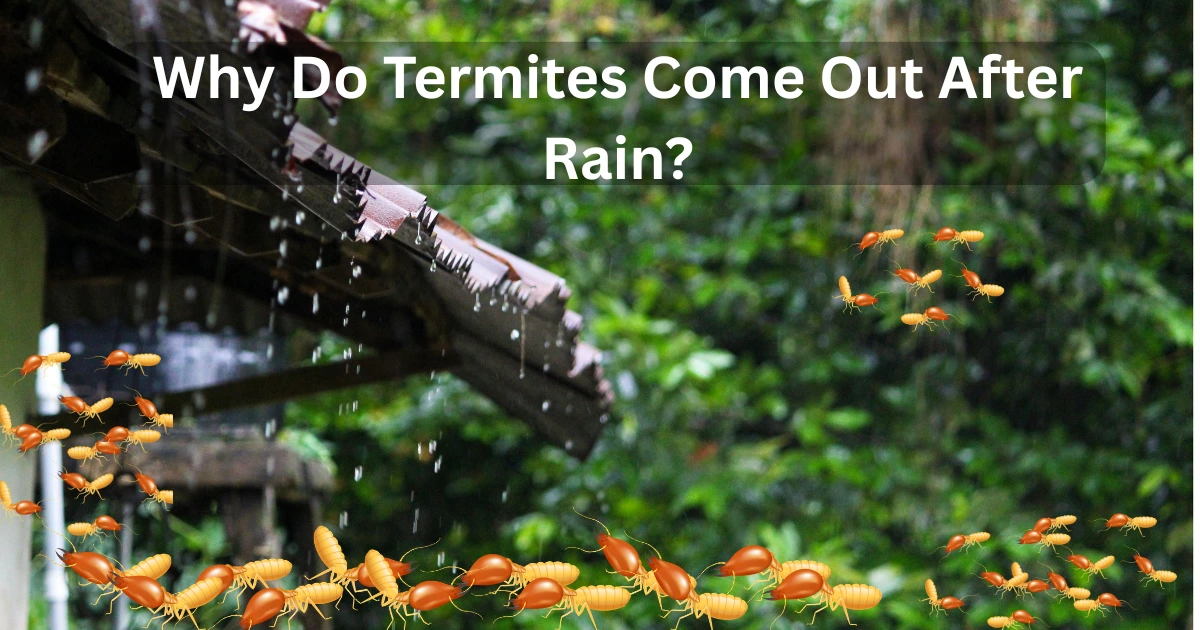 Why Do Termites Come Out After Rain?