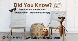 termites