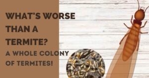What’s Worse Than a Termite? Termite Colony Infestation!