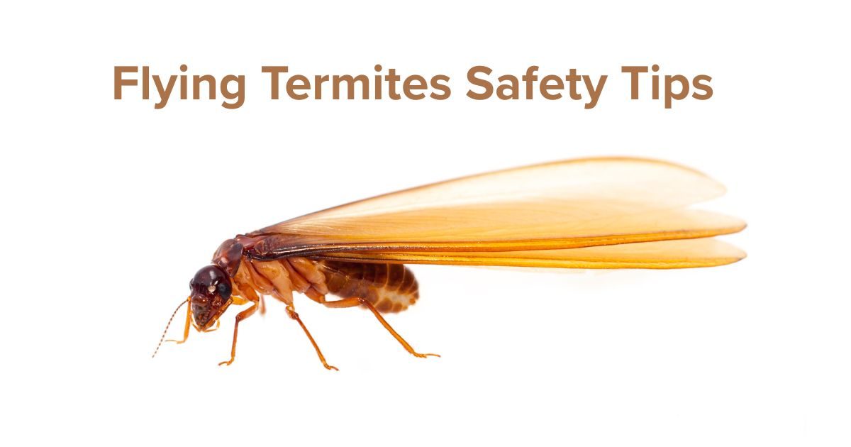 Flying Termites Safety Tips: 5 Do’s & Don’ts of Flying Termites