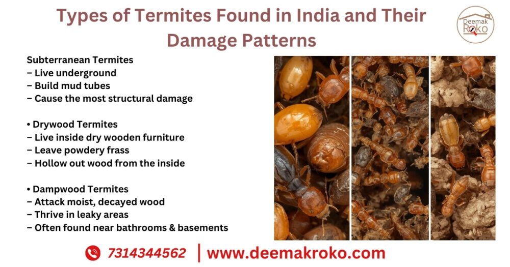 Types of Termites