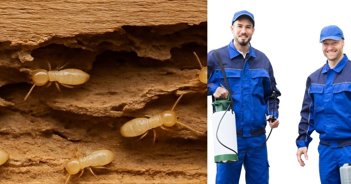 Termite (Deemak) Control in India