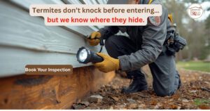 Termite Inspection